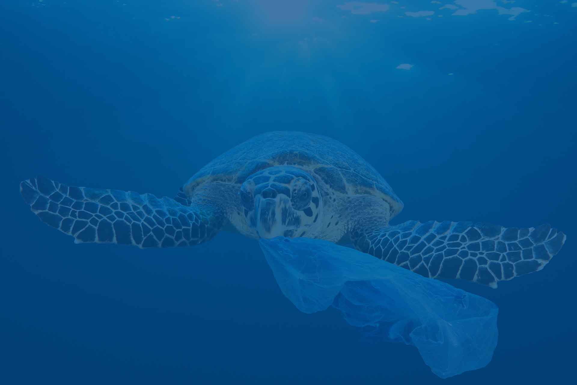 plastic in oceans